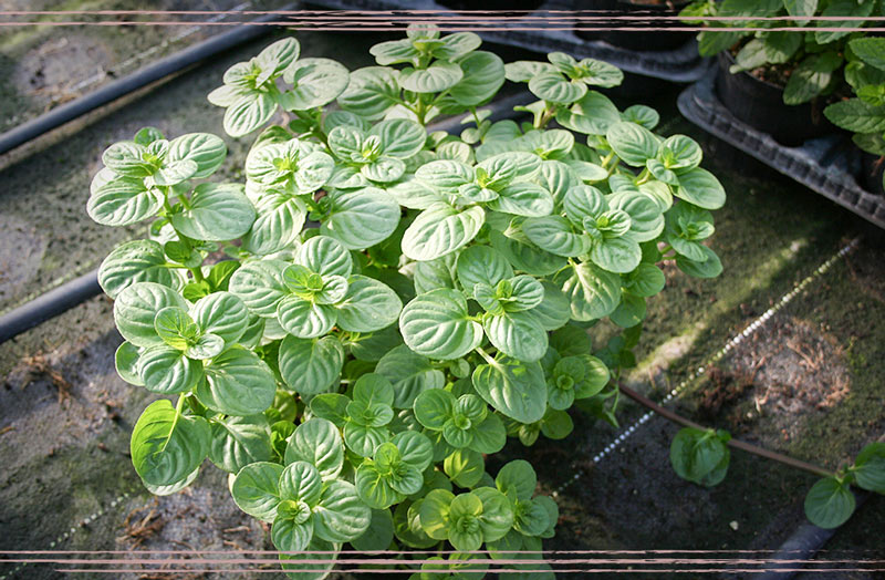 Vivaio Luchetti Osimo: vendita piante officinali e aromatiche