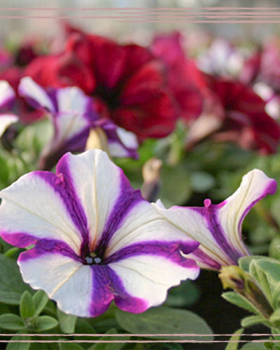 Vivaio Luchetti Osimo: vendita fiori