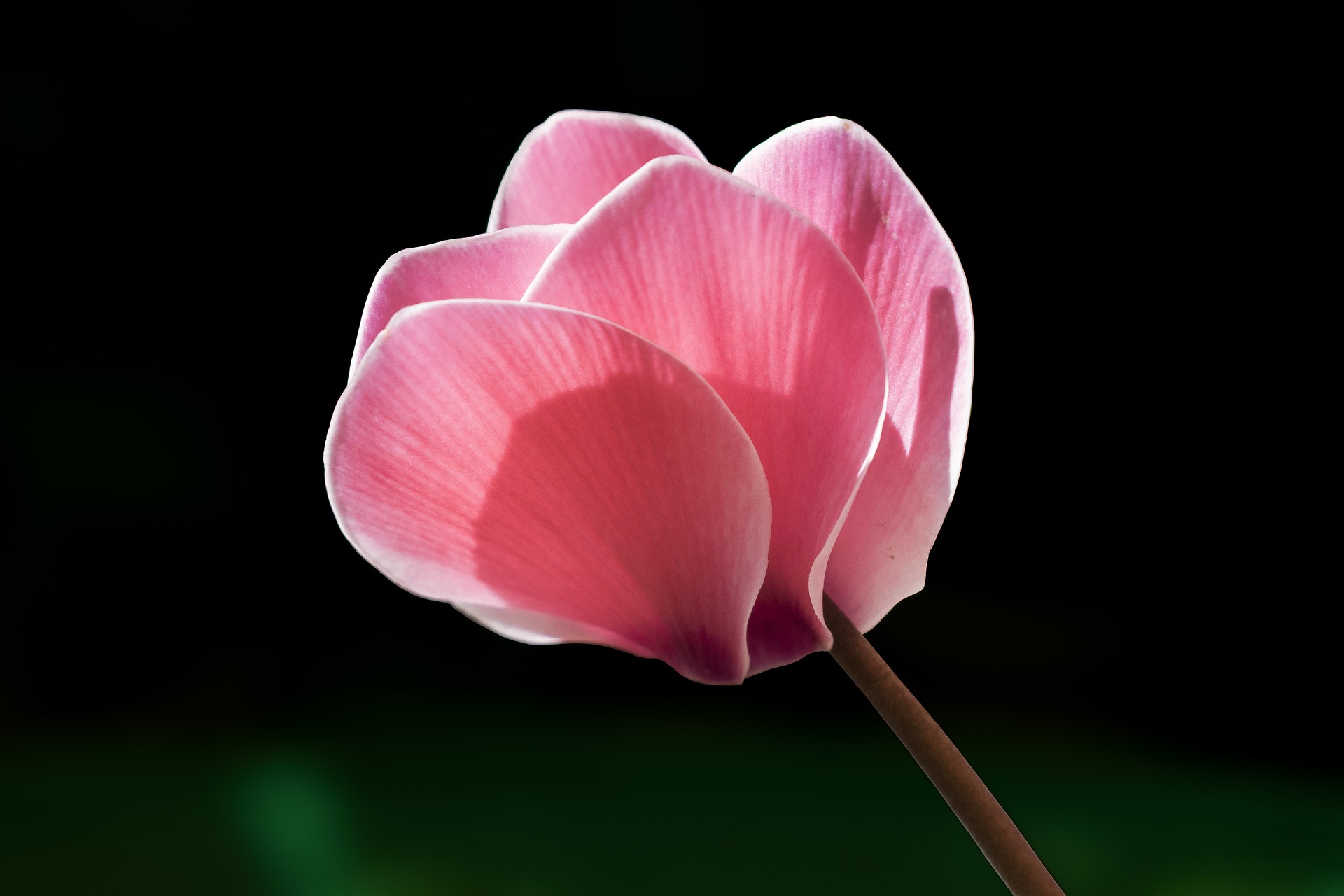 Cyclamen