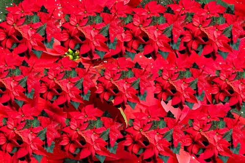 Poinsettia (1)