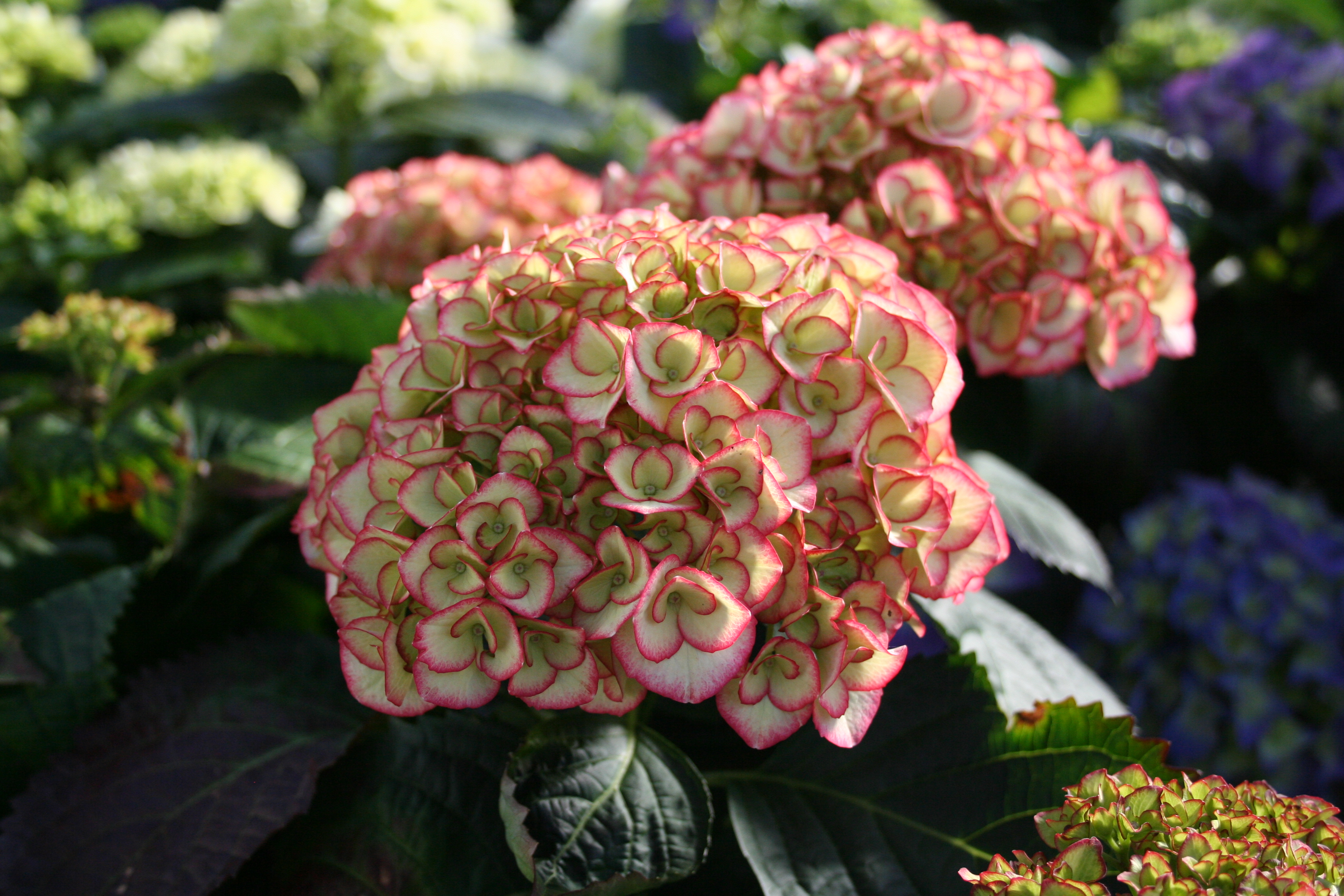 Ortensie